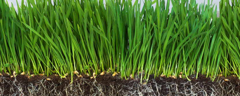 Healthy Ground for a Healthy Environment