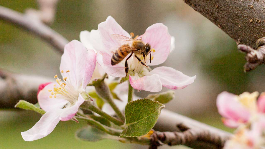 Bee